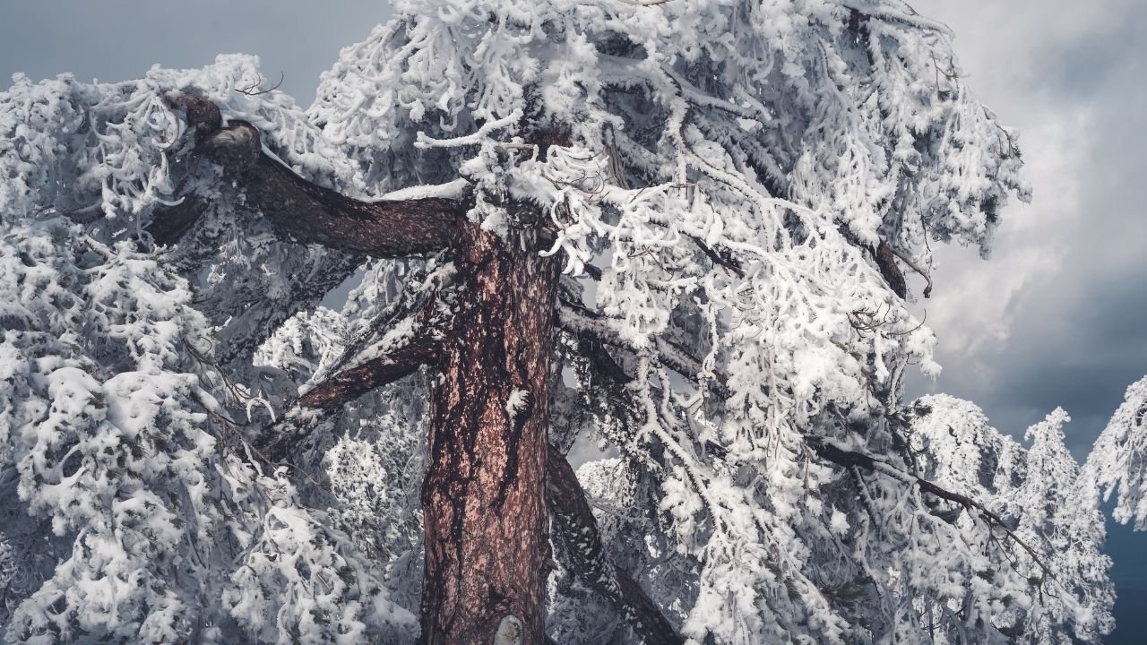 Erzurum’da Çığ Tehlikesi Var mı?